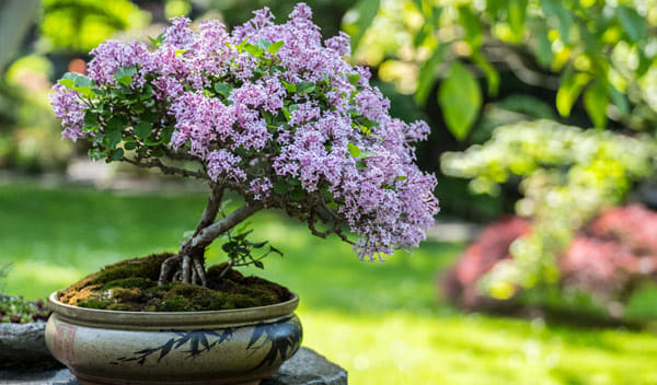 Bonsaï Plante Dans Un Pot De Fleurs Pour La Décoration De Jardin