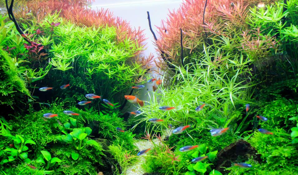 Ensemble de graines de plantes vivantes pour aquarium, plantes d'eau douce,  mini feuilles et herbe