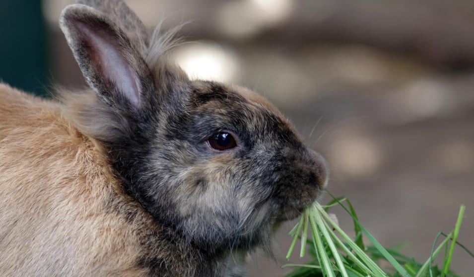 Quelles friandises donner à mon lapin ? - Rabbits World