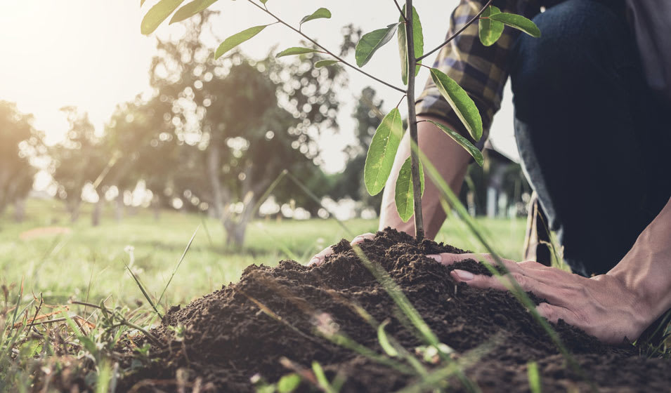 Planter à racines nues : quand, pourquoi, comment ?