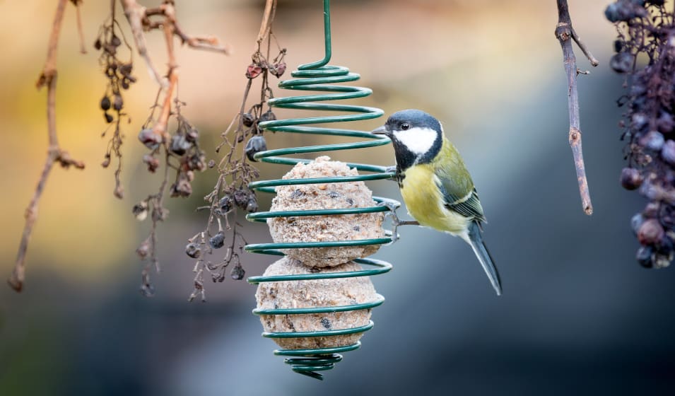 Est-ce une bonne idée de nourrir les oiseaux en automne ? : Femme