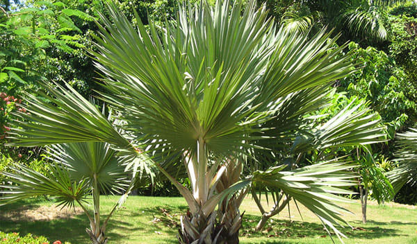 Palmier extérieur : la touche tropicale dans votre jardin