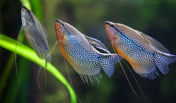 Les 8 poissons les plus adaptés pour les aquariophiles débutants - Jardiland