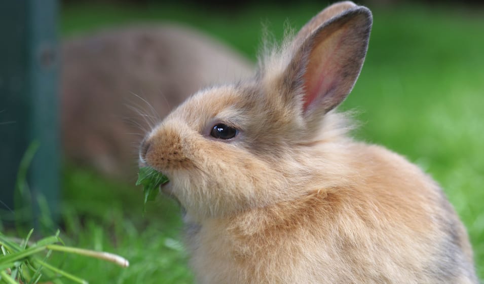 Quelles friandises donner à mon lapin ?, Animalerie