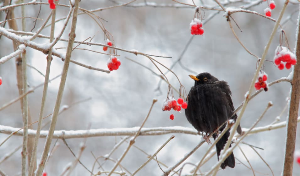 DIY : une boule de graisse maison pour nourrir les oiseaux l'hiver