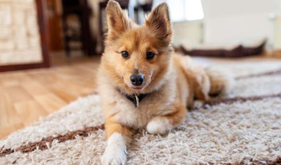 Acheter un tapis pour chiens pour votre voiture ? Pratique et