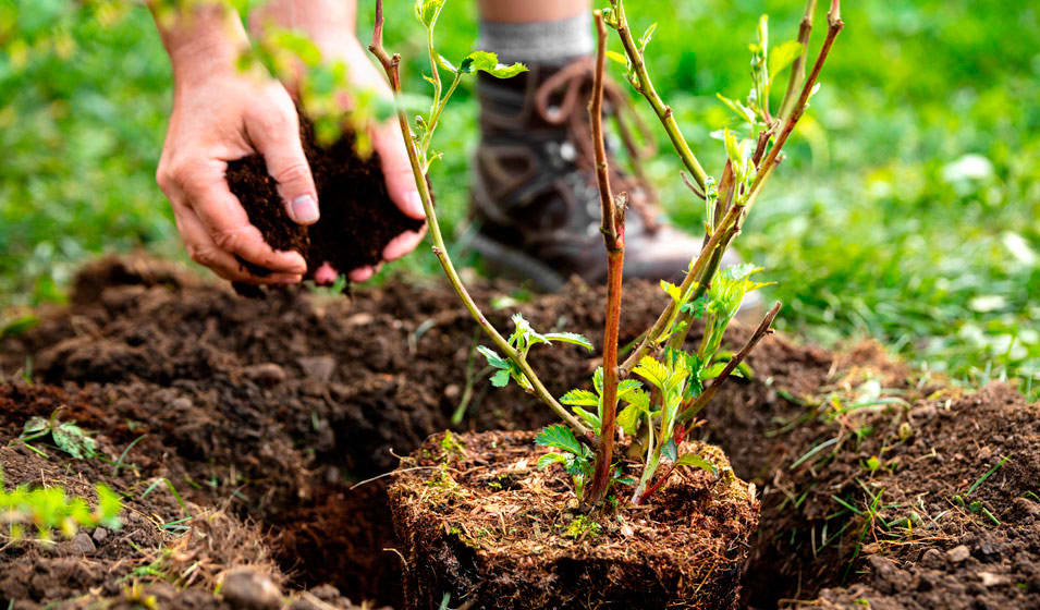 Ver de terre, utile pour vos semis au jardin