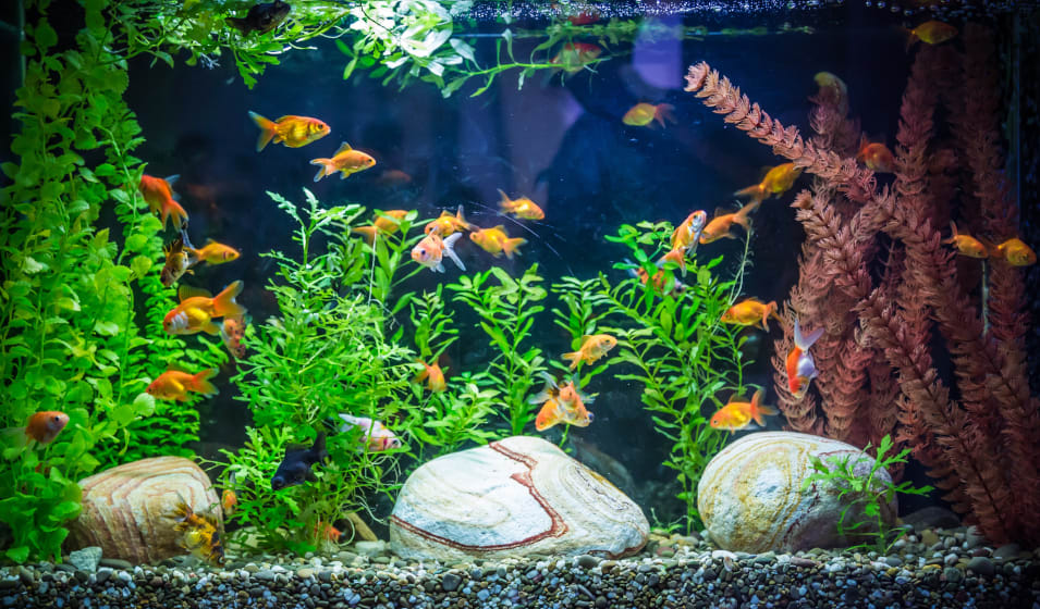 Comment éviter les algues dans un aquarium ? - Jardiland