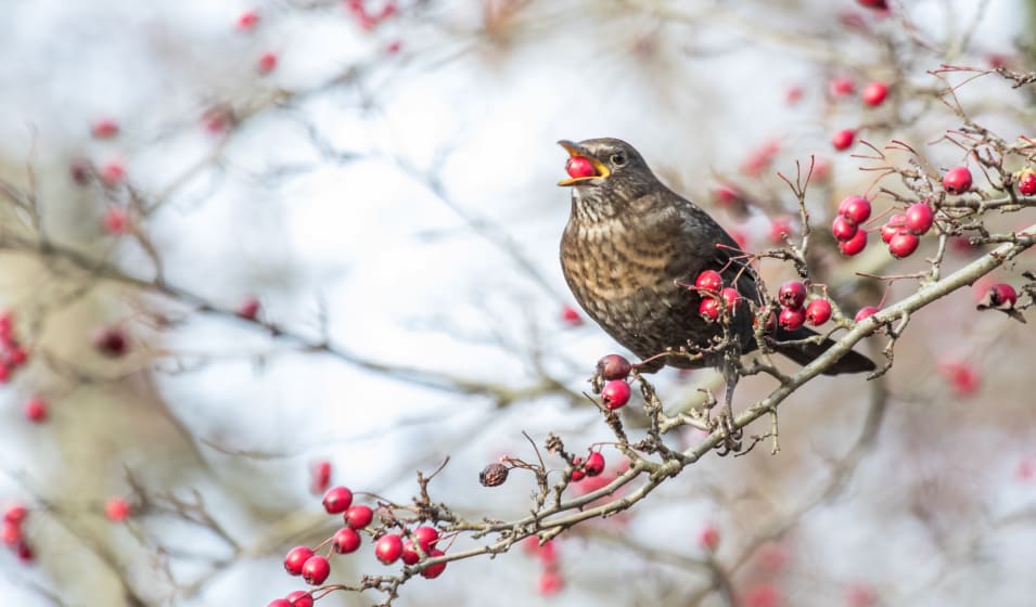 Comment donner un abri aux oiseaux en hiver ? - Jardiland
