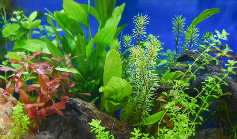 Plantes pour aquarium : choix, plantation, entretien - Jardiland