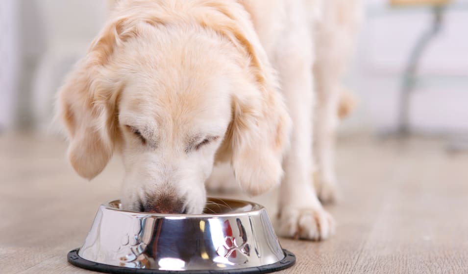 Bi-nutrition chat et chien : quelles quantités ? - Jardiland