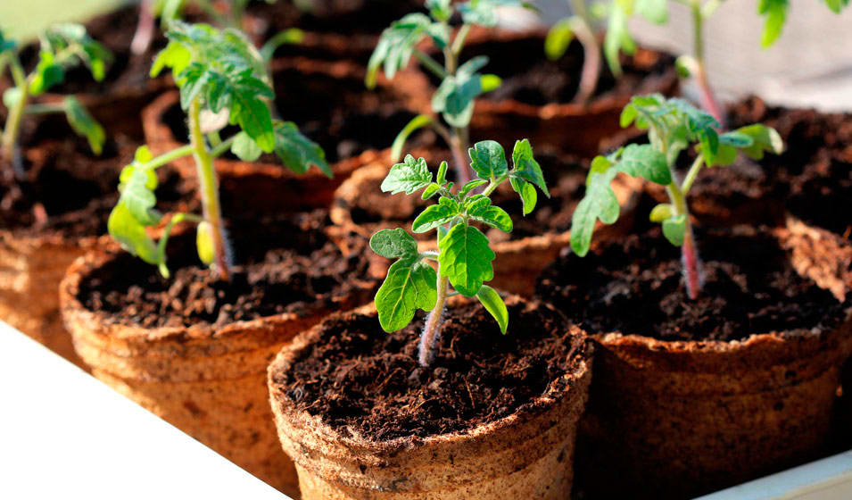 Les différentes méthodes de semis en pleine terre - Jardinet - Équipez  votre jardin au meilleur prix