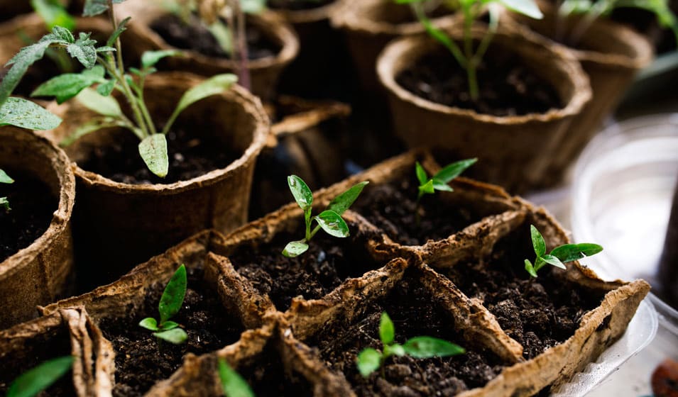 Comment planter des graines de plantes aromatiques ? - Jardiland