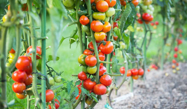Comment protéger les tomates du soleil ? - Jardiland