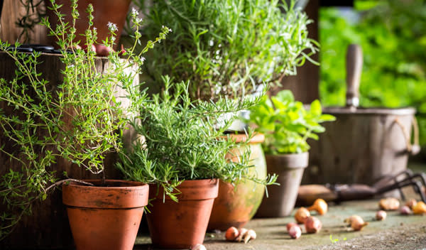 Comment planter des plantes aromatiques sur son balcon ? - Côté Maison