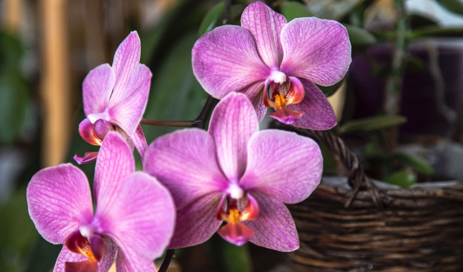 Un terreau approprié pour chaque orchidée - DCM
